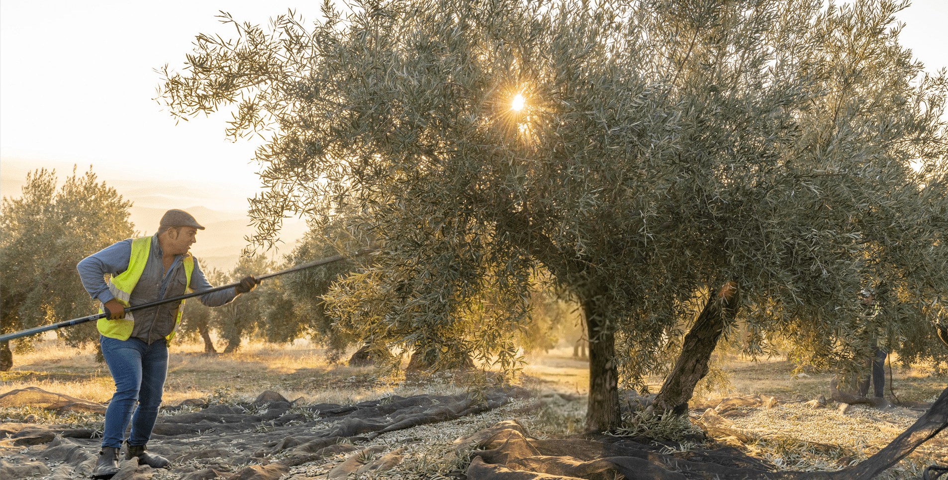 Sucesores Hermanos Lopez Recogida Recolecta aceitunas
